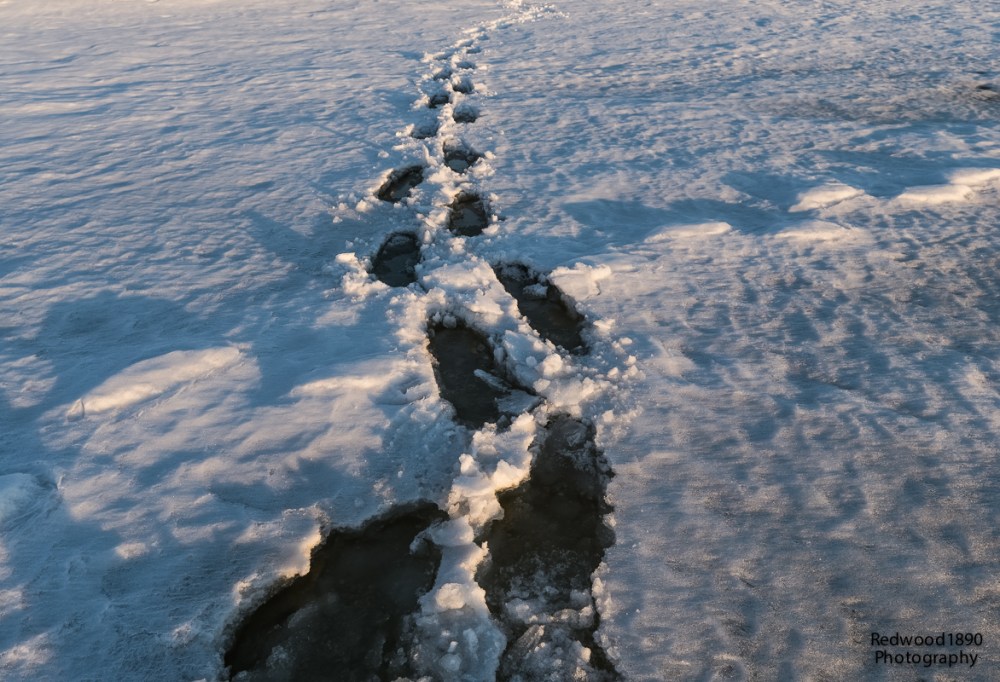 Redwood189020150311-_DSC9779_DxO